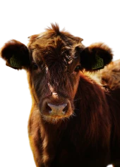 Cattle}
