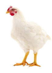 Poultry}