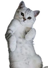 Cats}