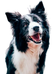  Dogs