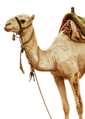  Camel