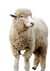  sheep